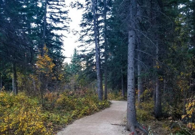 forest walk off of the boardwalk in spring creek
