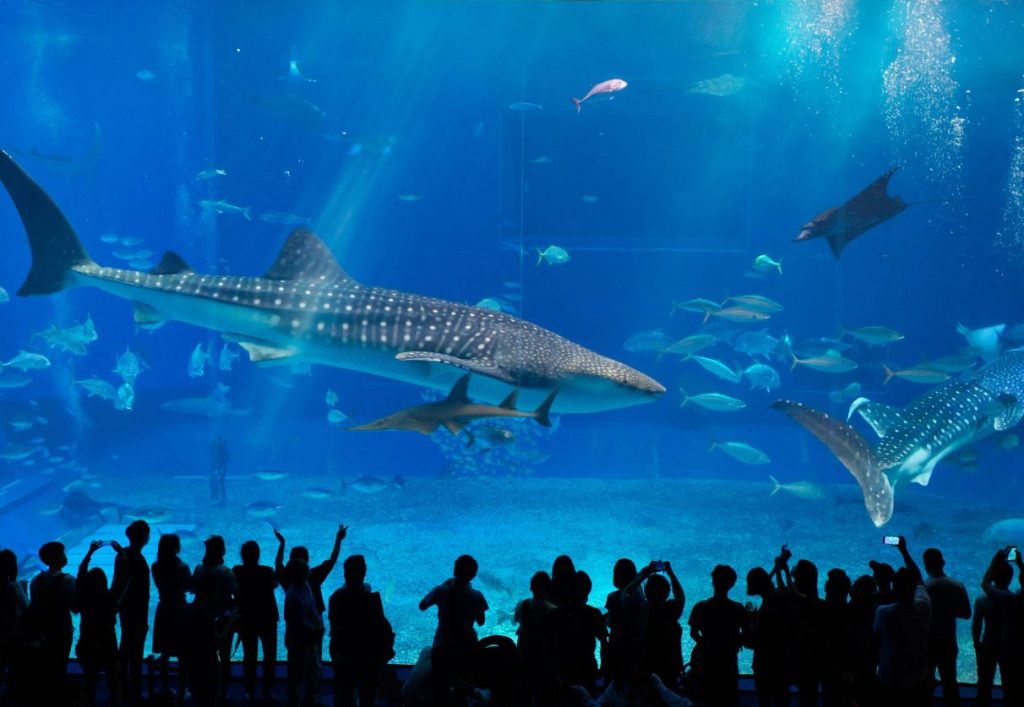 Churaumi Aquarium in Nago, Okinawa, yet another one of our day trips from Naha