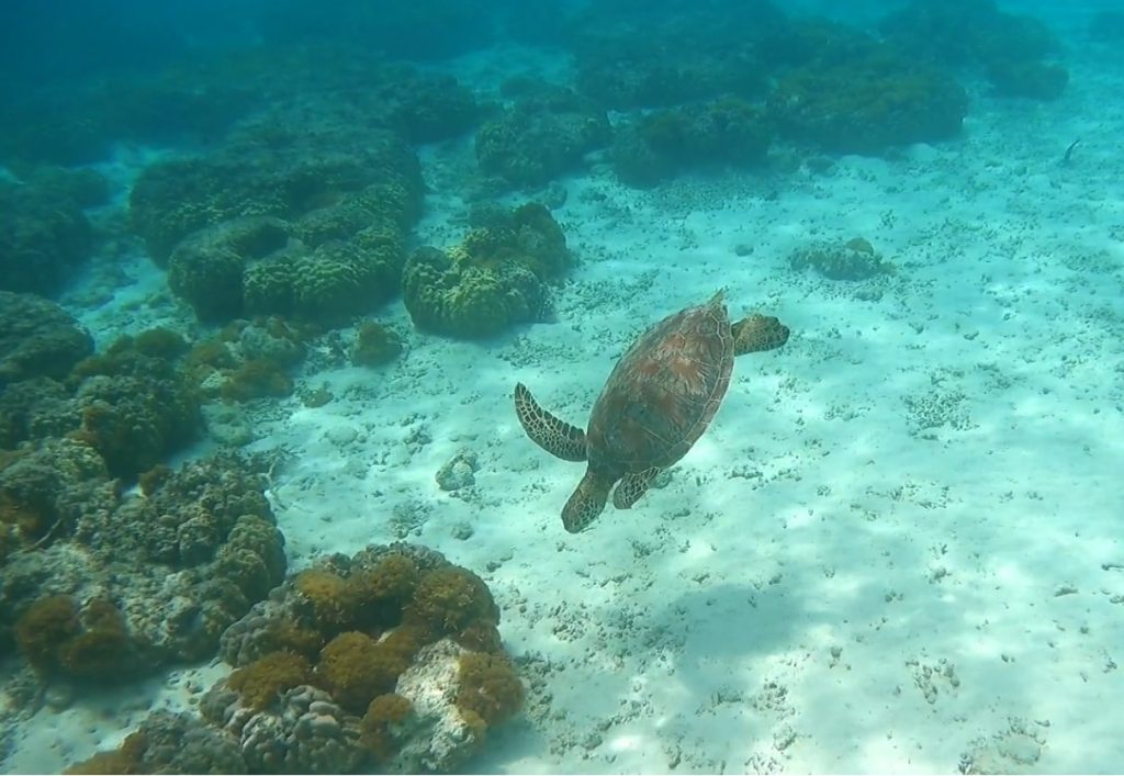 sea turtle on a snorkelling day trips from Naha, Okinawa