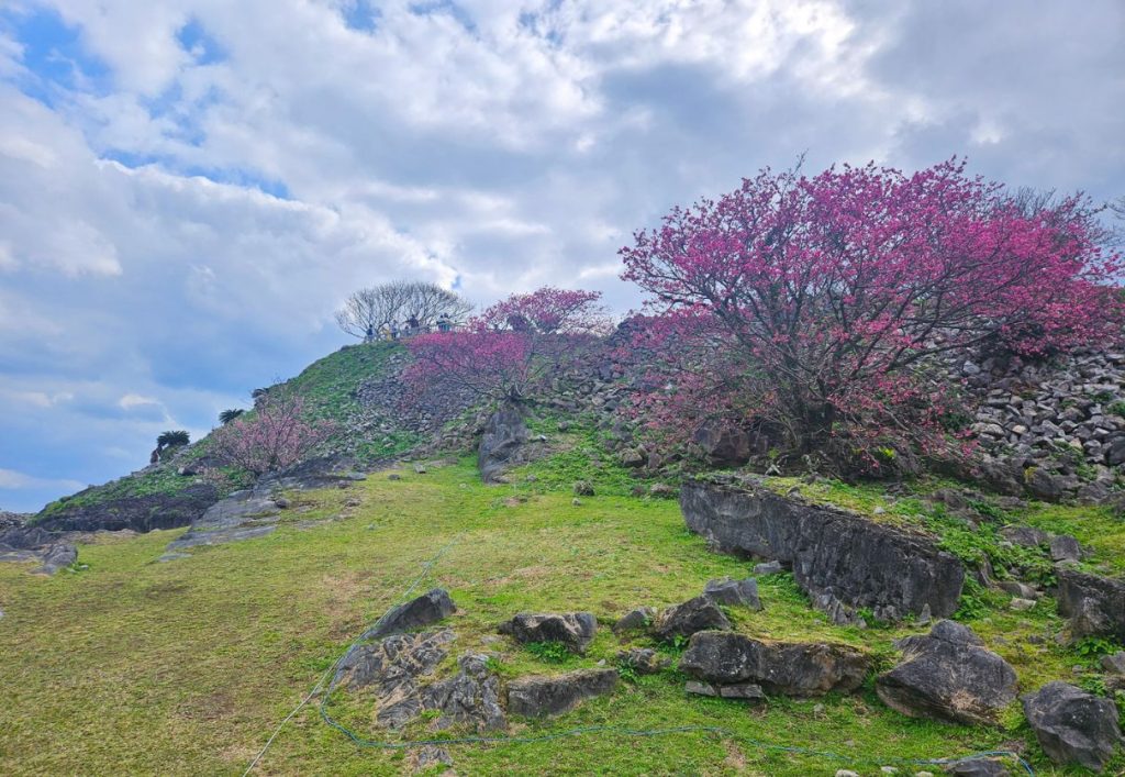 Some cherry blossom trees on the rugged ground outside of the castle