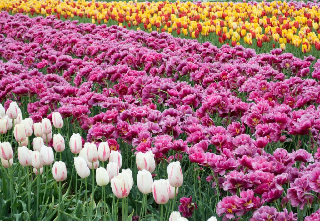 Spring in Okinawa tulip fields at the Ocean Expo Park